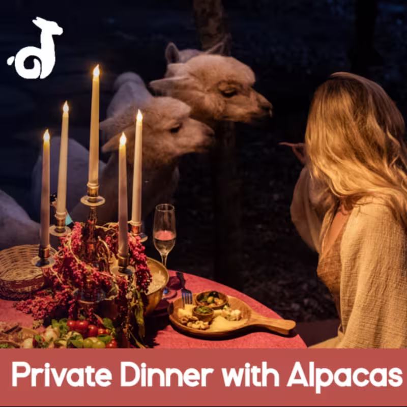 Private Dinner with Alpacas